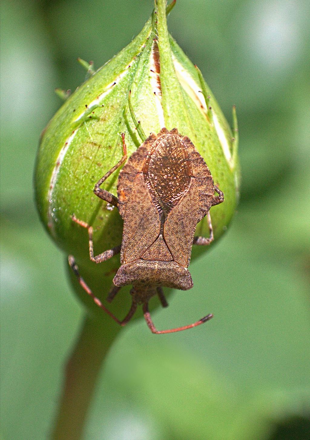 Coreus marginatus